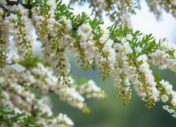 Двое запорожцев выплатят компенсацию за незаконную рубку деревьев