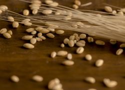 В Запорожской области выявили 233 нарушения в перевозке зерна за месяц