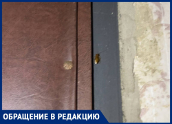 Полная антисанитария: тараканы из квартиры соседки затерроризировали жителей Днепрорудного