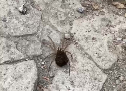 Огромного паука-волка с десятками детенышей на брюшке сняли на видео в Запорожье