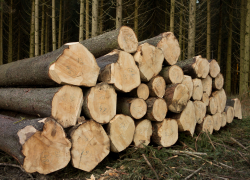 Экологи потребовали наказать запорожцев за незаконную вырубку почти 200 деревьев