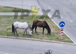 Запорожцев удивили лошади, гуляющие возле дороги на Бабурке