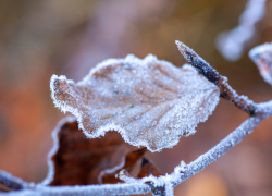 Жителей Запорожской области предупредили о заморозках
