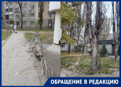 Читательница «Блокнота» показала аварийные деревья, угрожающие жителям Мелитополя
