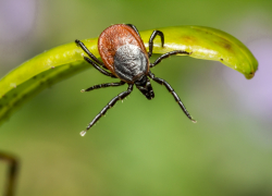 Запорожцам напомнили об опасности укусов клещей