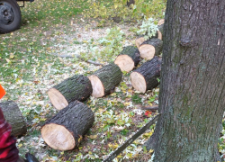«Желтые жилеты» добрались до деревьев в городе Запорожье