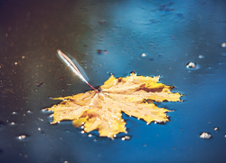 Дождь и туман спрогнозировали в Запорожской области