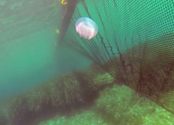 Ученые придумали способ избавления от медуз на побережье Азовского моря в Запорожской области