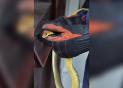 Запорожцев до жути напугала змея в медицинском центре