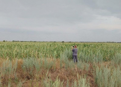 Россельхозцентр защитил запорожские поля от засухи и нашествия саранчи