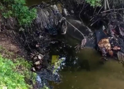 Последствия разлива мазута на реке Новая Московка показали жители Запорожья