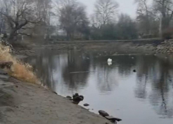 О вымирании птиц в Дубовой роще сообщили жители города Запорожье 