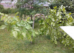 В Запорожье появилась группа уничтожающих деревья подростков-дебоширов