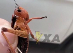 Дрыгающую лапками огромную саранчу показали крупным планом под Запорожьем