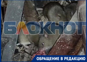 Жительница Энергодара показала на видео кишащую мышами многоэтажку