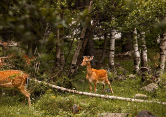 В Запорожской области и ДНР создадут заповедник «Степь Донецкая»