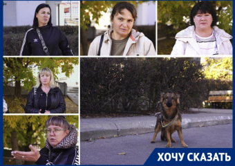 «Люди оскотинились»: обращавшиеся к Путину зоозащитники призвали Балицкого отказаться от отстрела бродячих псов