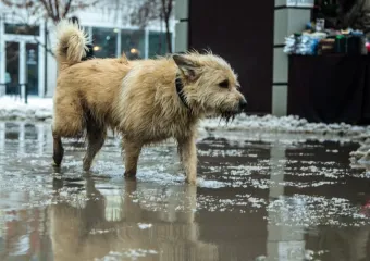Бот для контроля животных без владельцев запустили в Запорожской области