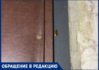 Полная антисанитария: тараканы из квартиры соседки затерроризировали жителей Днепрорудного