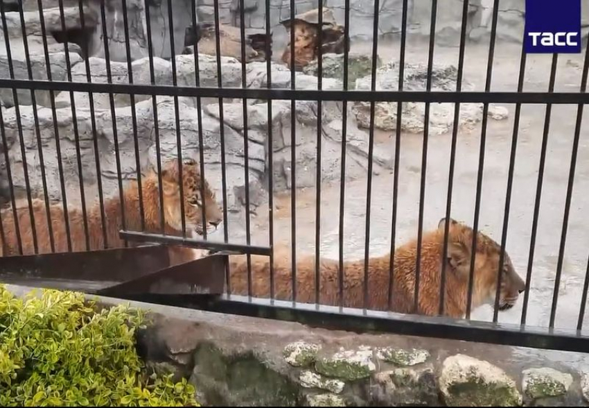 Три лигрицы и тигрица пострадали от удара ВСУ по Васильевскому реабилитационному центру