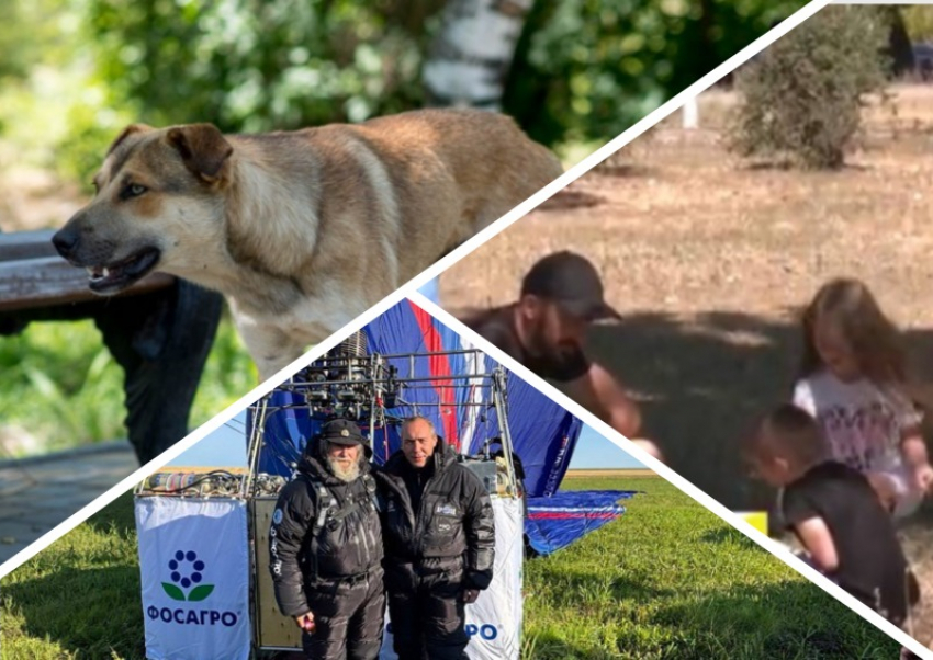 Новости Запорожья: военкомы мобилизовали отца-одиночку, новый рекорд Конюхова и отлов бездомных собак