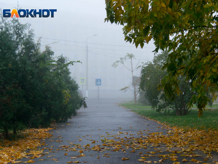 Дождь и туман накроют Запорожскую область 11 ноября