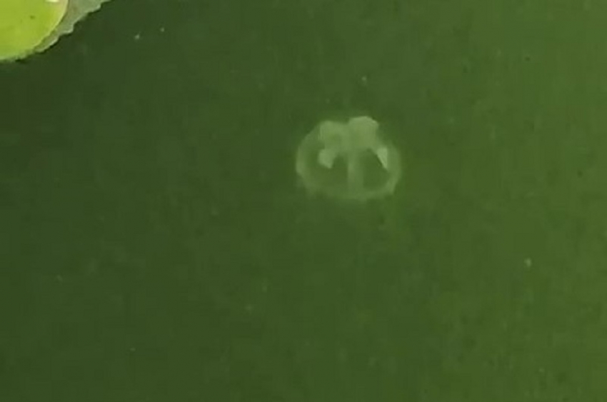 Запорожцы показали на видео внезапно появившихся в Днепре морских медуз 