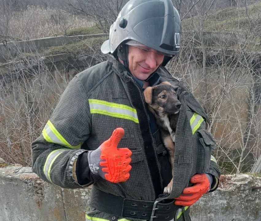 Из пятиметрового колодца достали щенка спасатели в Мелитополе
