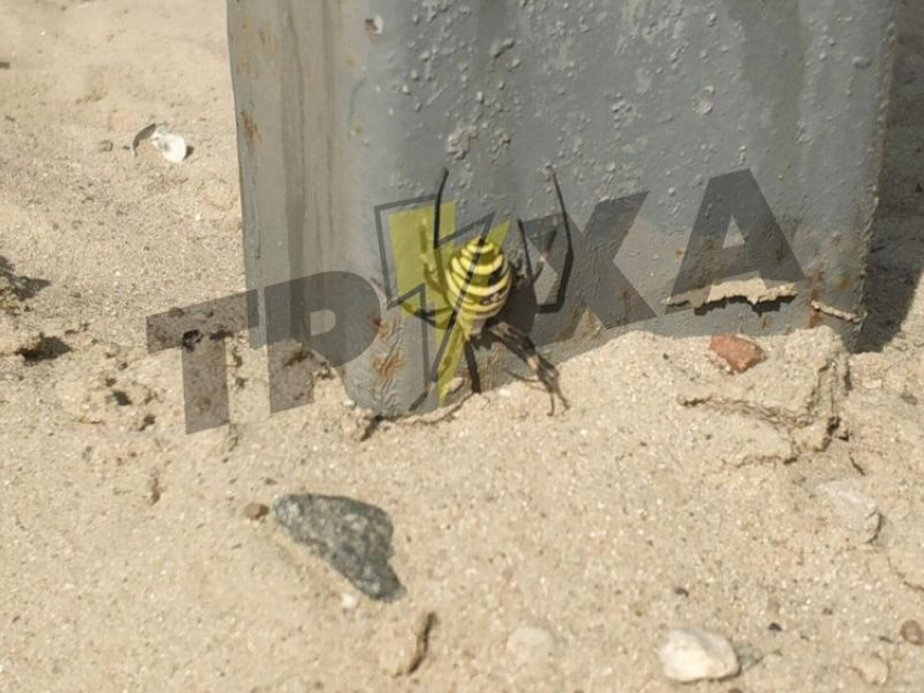 Жуткого паука-осу сфотографировали на Кичкасском пляже в Запорожье