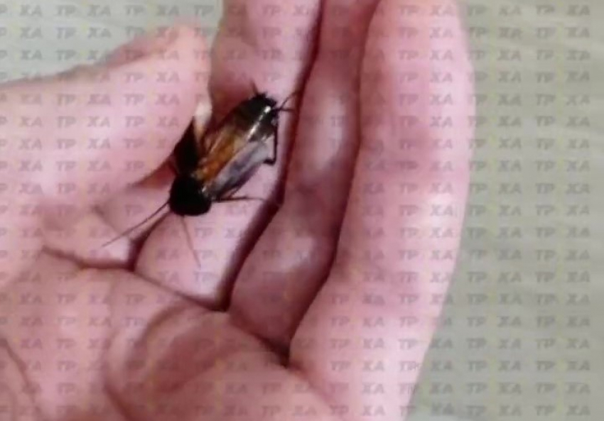 Жуткого таракана-мутанта сняли на видео в Запорожье