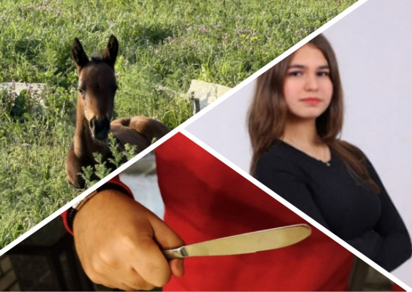 Новости Запорожья: выжившая после теракта лошадь родила жеребенка, 20 ножевых на почве ревности и апелляция по делу Поздеева
