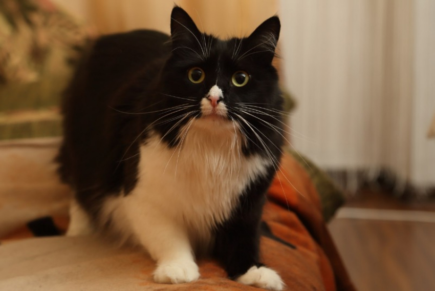 Запорожцам напомнили, где и когда можно сделать своим питомцам бесплатную вакцину от бешенства