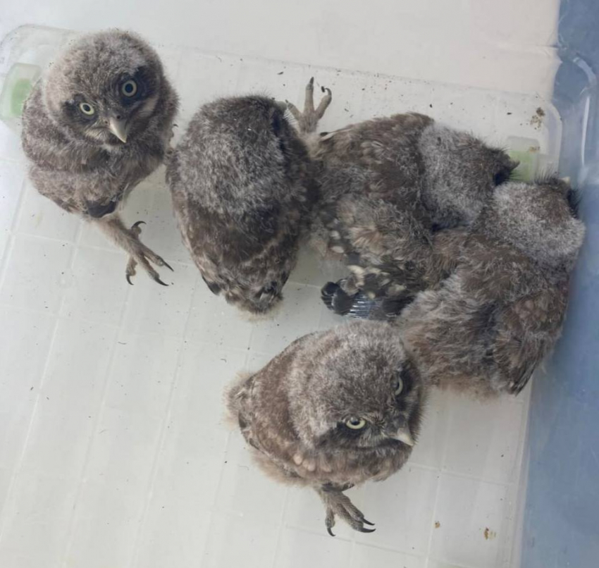 В Запорожье во время ремонта крыши Дворца творчества нашли пятерых совят