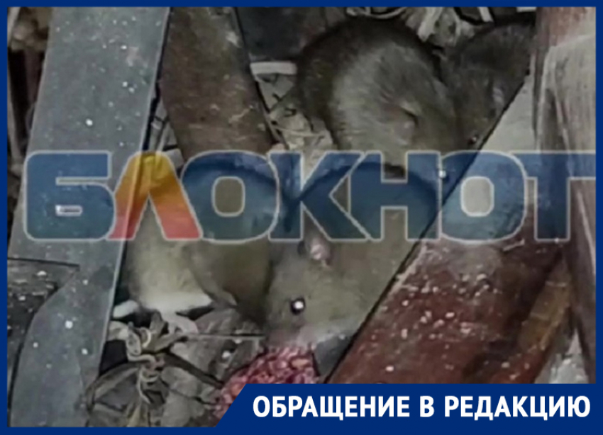 Жительница Энергодара показала на видео кишащую мышами многоэтажку
