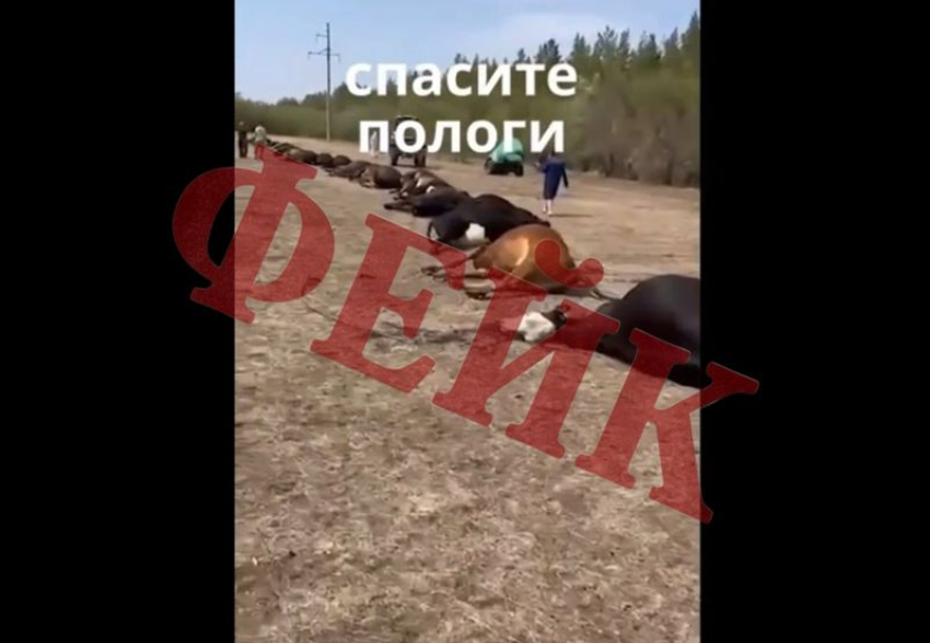 Фейки о падеже скота в Пологовском округе распространили в соцсетях
