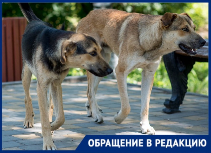 «Целая банда»: стая безнадзорных собак кошмарит жителей Каменки-Днепровской