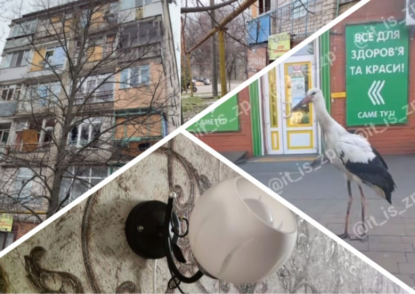 Новости Запорожья: аист «навел порядки» на улице, бесчеловечный удар по людям и энергетический коллапс 