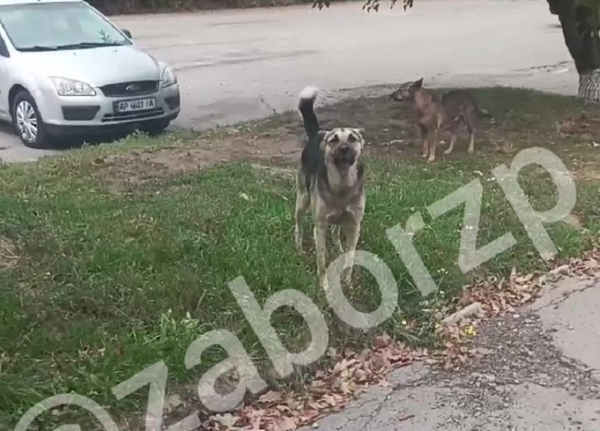 Запорожец показал стаю агрессивных собак, кидающихся на людей