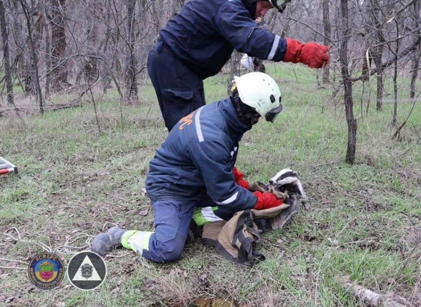 Спасатели вытащили барсука из канализации в Запорожье