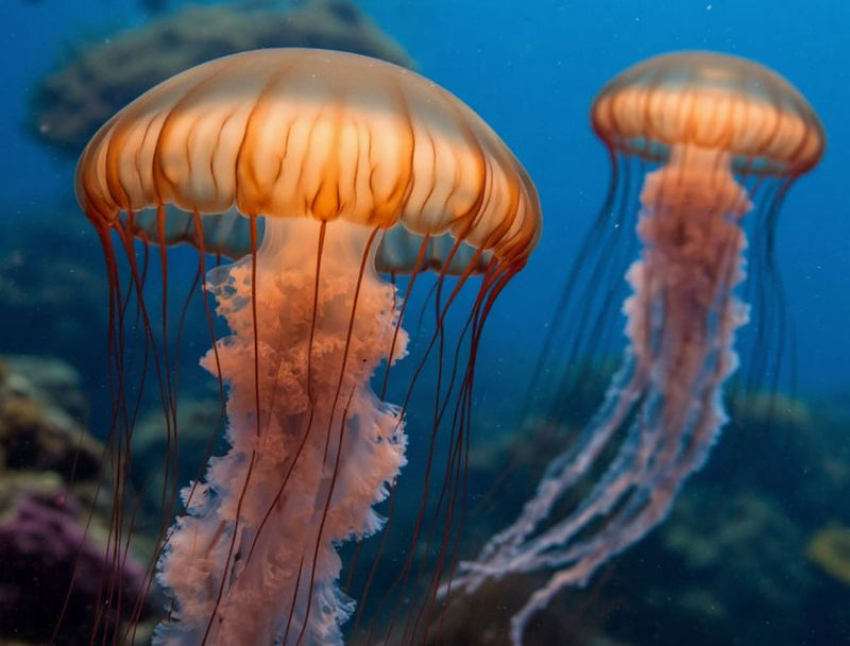 Эксперимент по вылову медуз проведут в Азовском море