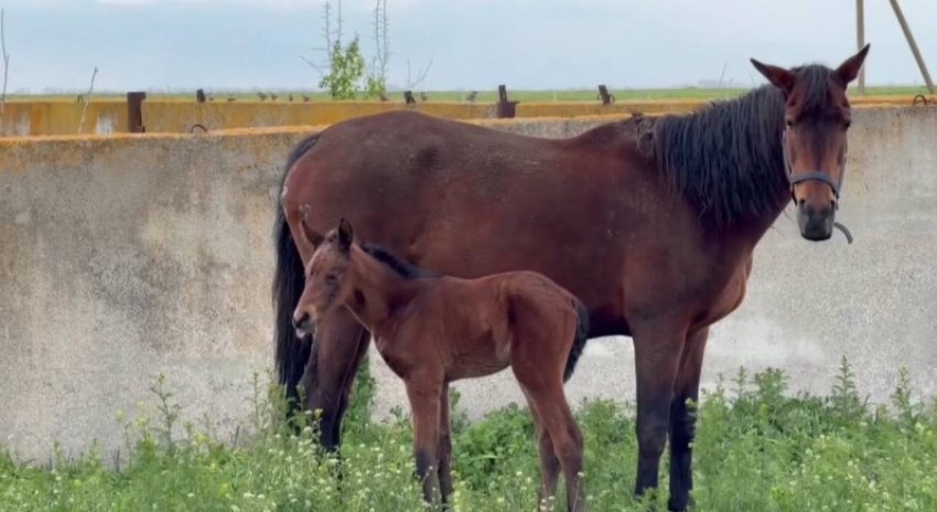 Вторая лошадь, пострадавшая от удара ВСУ по конной ферме в Акимовке, родила здорового жеребенка