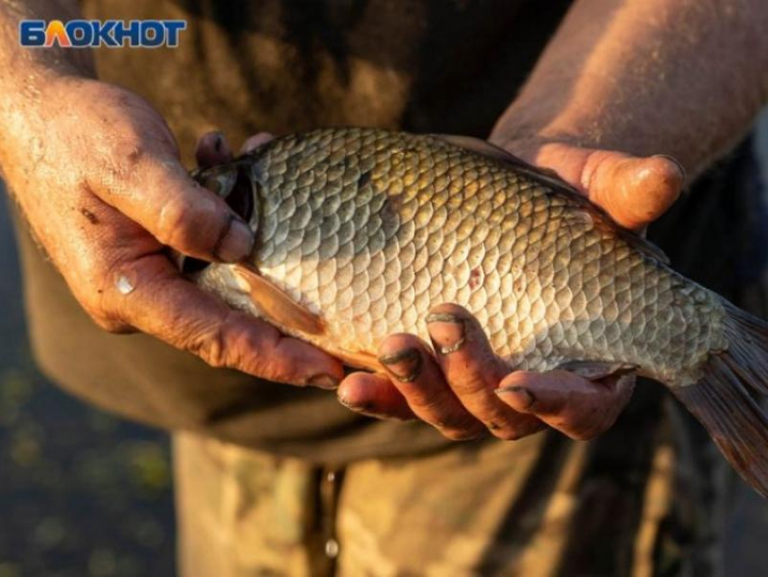 Промышленную рыбалку запретили в Запорожской области