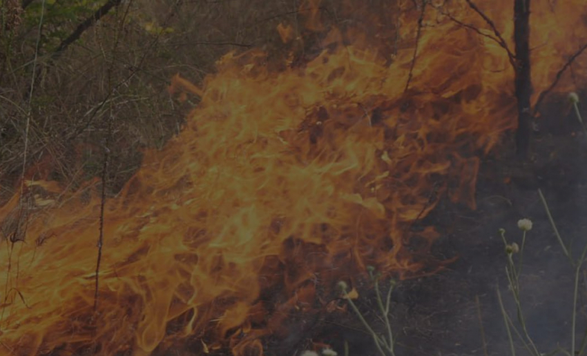 Огонь уничтожил 2 га камыша в Запорожской области