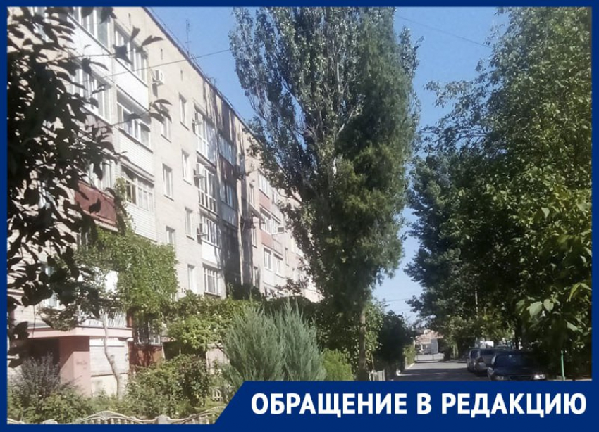 Дерево Нависшую угрозу у многоэтажки попросил убрать властей Мелитополя читатель «Блокнота»