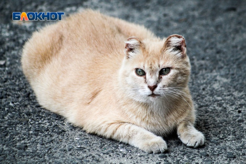 Ветеринарный центр запустил Telegram-бот для сбора информации о бездомных животных в Запорожской области