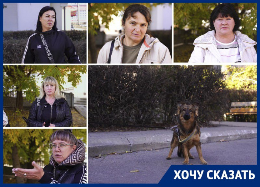 «Люди оскотинились»: обращавшиеся к Путину зоозащитники призвали Балицкого отказаться от отстрела бродячих псов