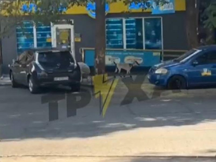 Гулявшие среди людей баран и козлы покорили соцсети в Запорожье 