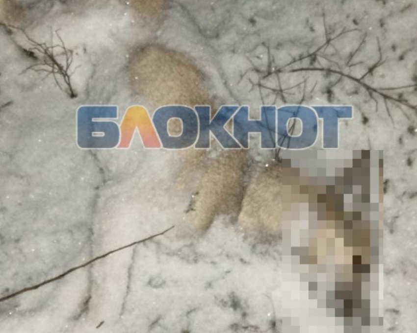 Трупы отравленных бездомных собак обнаружили мелитопольцы возле церкви