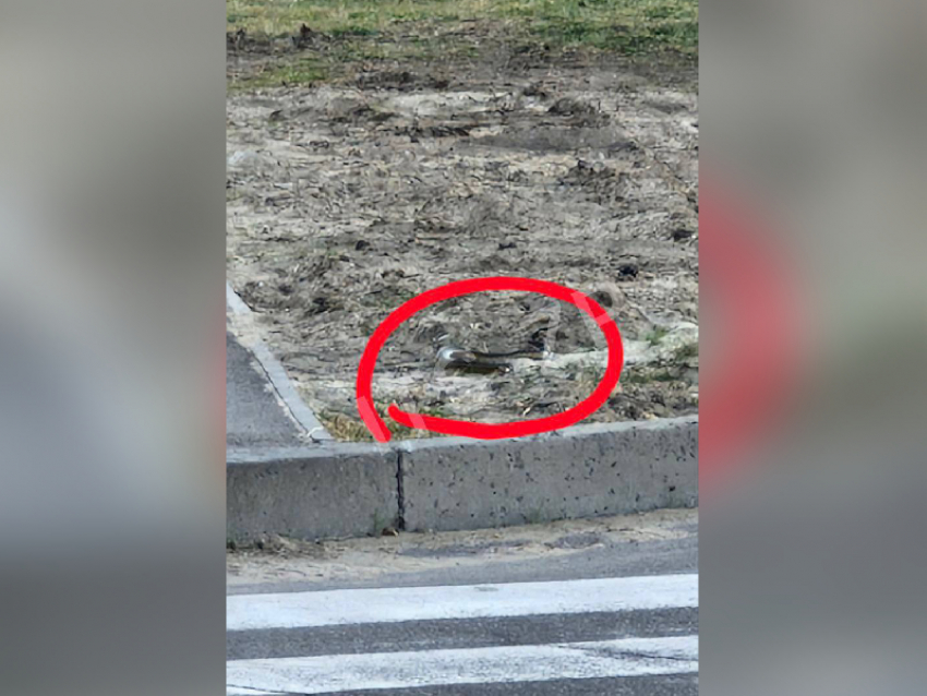 Запорожцев напугала огромная гадюка прямо посреди улицы