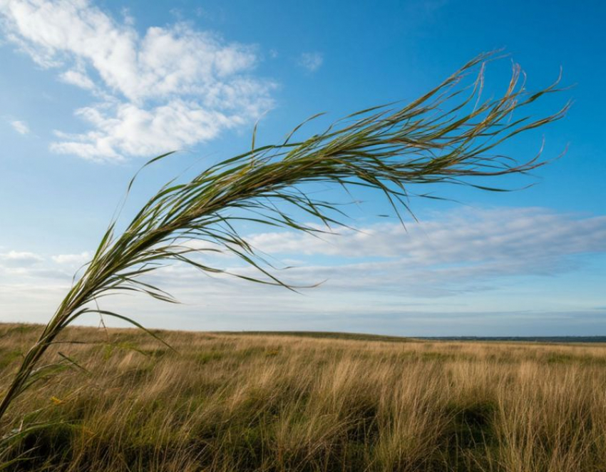 МЧС предупредило запорожцев об усилении ветра 13 марта
